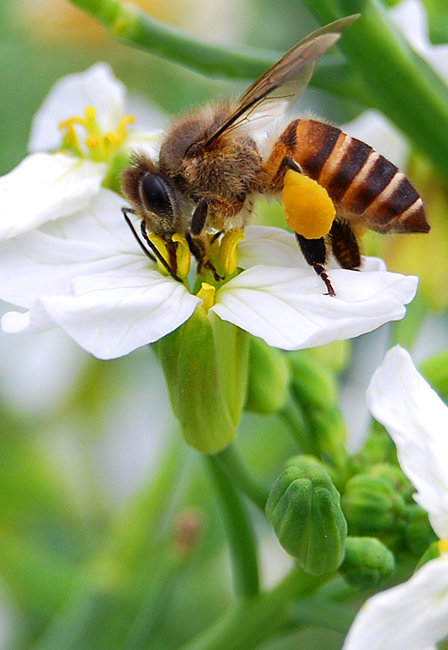 中国最大蜜蜂蜂巢,蜜蜂最高能飞几楼