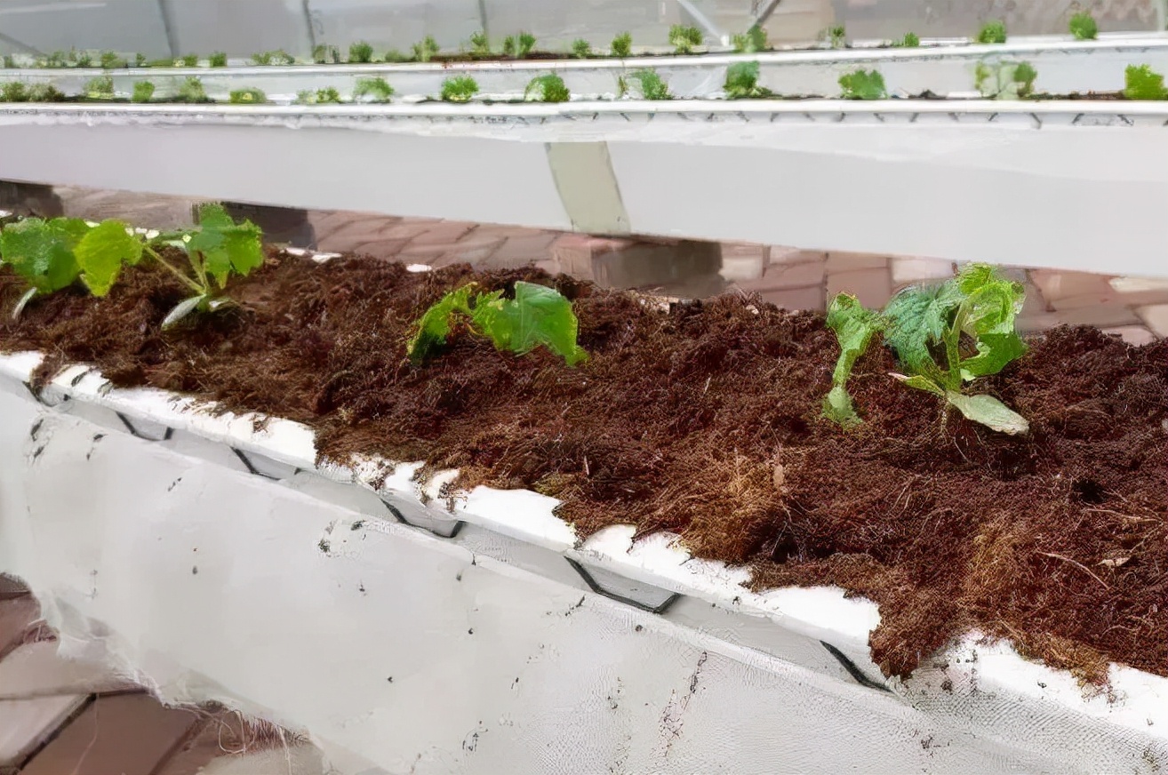 「农业百科」究竟什么是无土栽培？带你一起探索无土栽培的奥秘