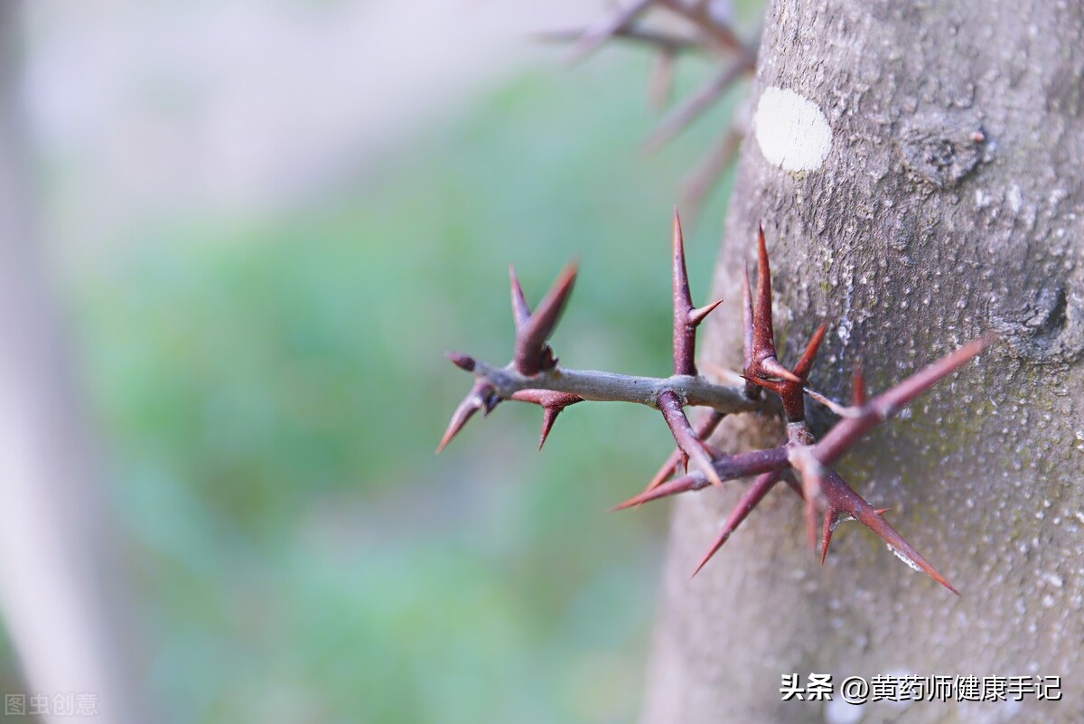 黄芪黄精白术枸杞泡水喝的功效,枸杞西洋参黄芪黄精是什么药方