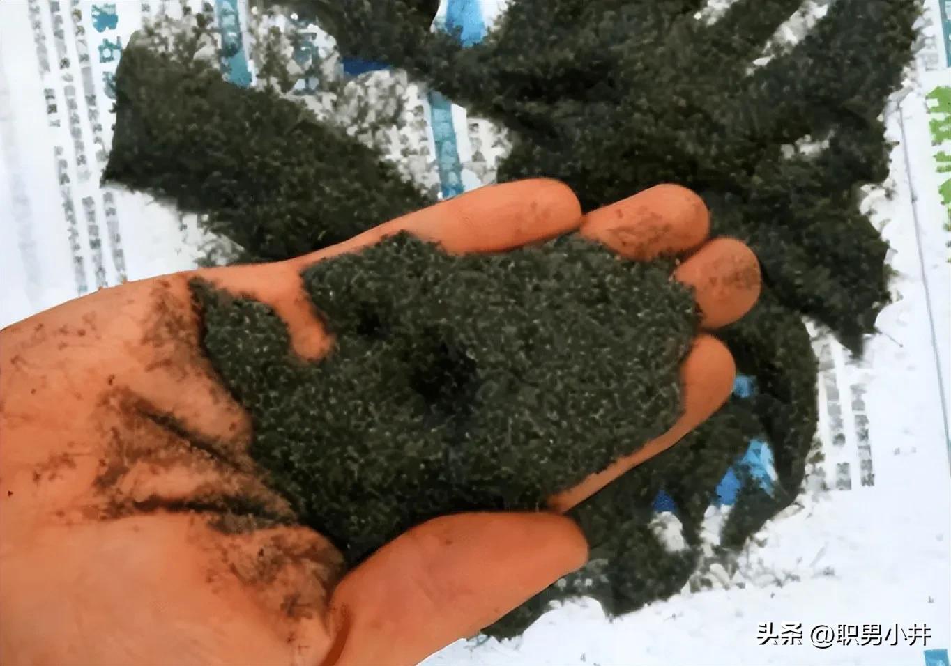 黄河边上出现撸铁,黄河撸铁人视频