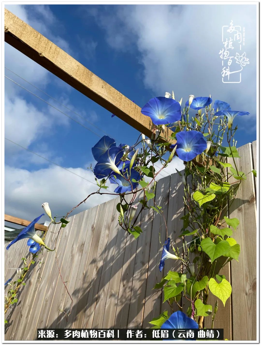 养了七年多肉,养了八年的肉肉终于开花了