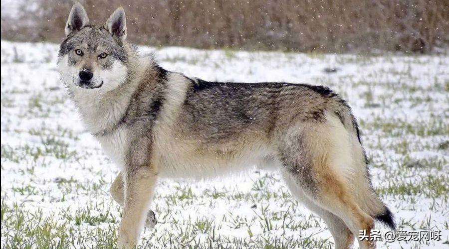 捷克狼犬哪个毛色最像狼,捷克狼犬怎么喂养比较好