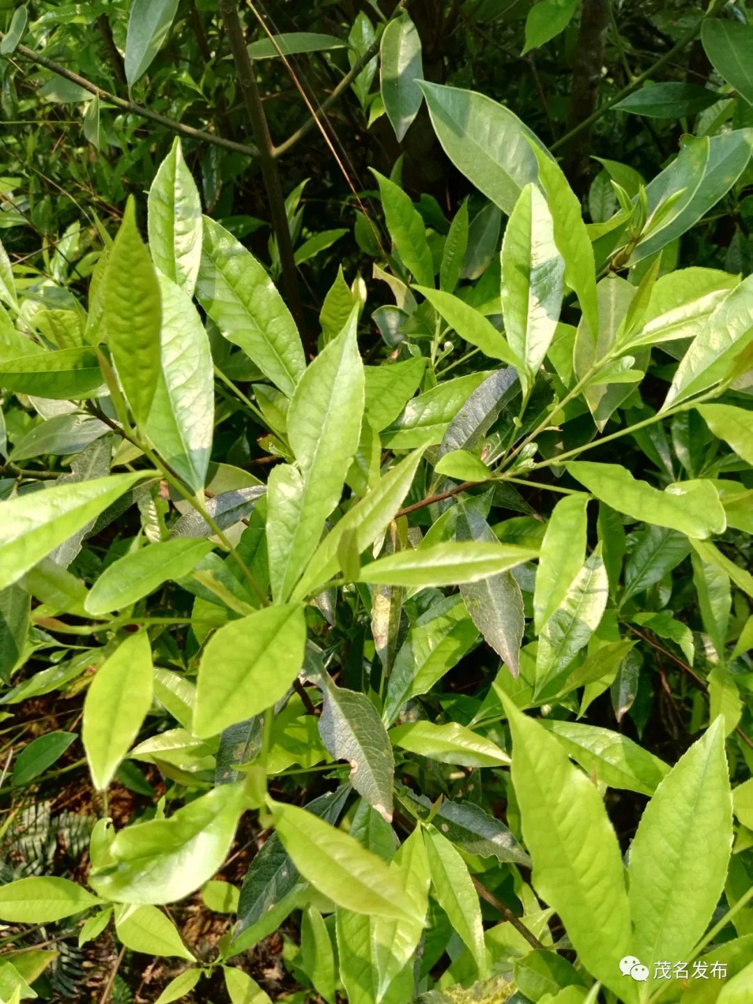 浙江神奇物种,茂名发现新物种