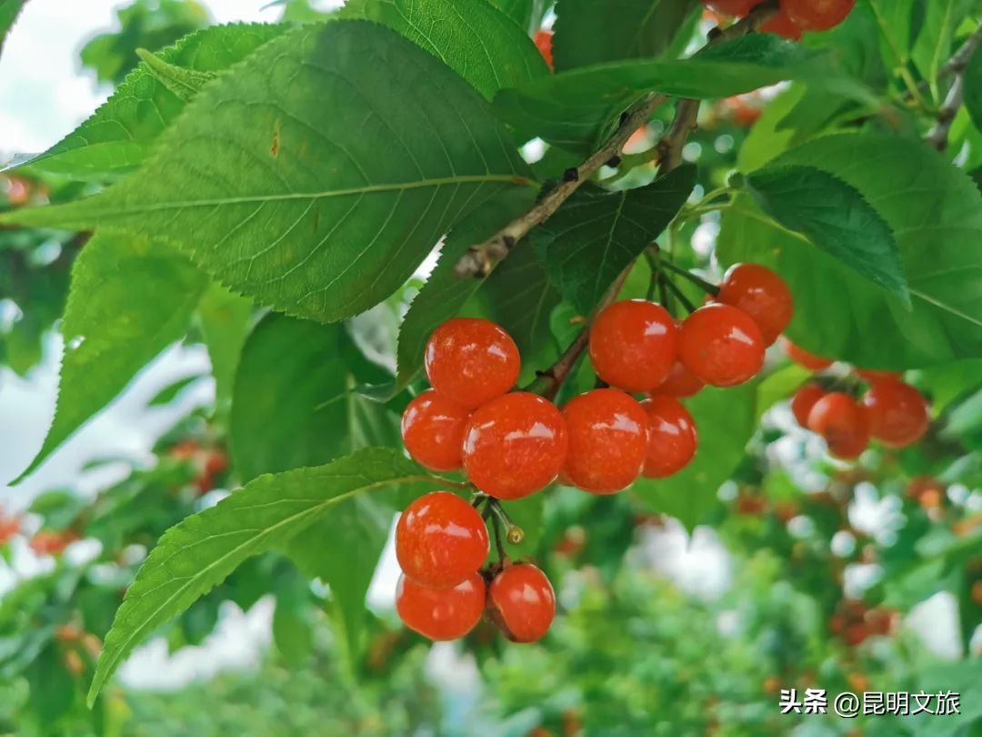 昆明一日游小众打卡景点冬天,小众的昆明周边度假景点