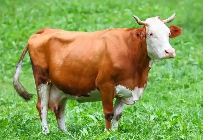 养殖母牛怎么保养,母牛的饲养及产后护理