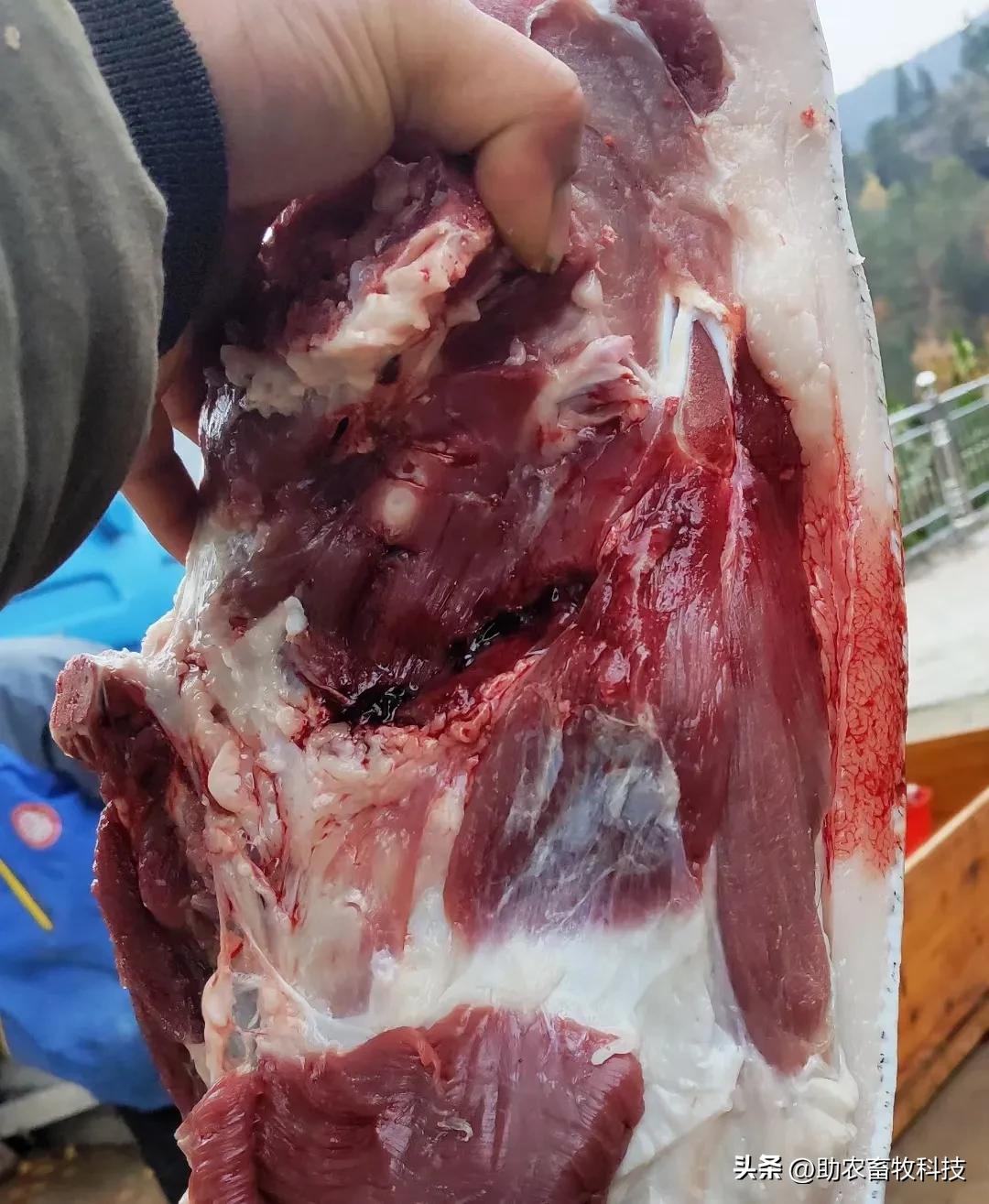 中草药发酵饲料快速养猪技巧,快速发酵养猪配方技术