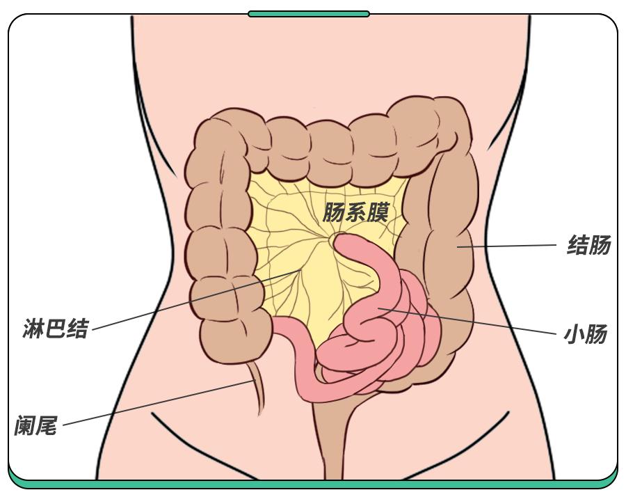 孩子肚子疼的正确处理方法,孩子肚子疼是肚子里面有虫子吗