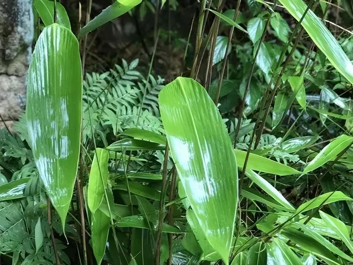 全世界的粽子都在这儿了,全世界的粽子