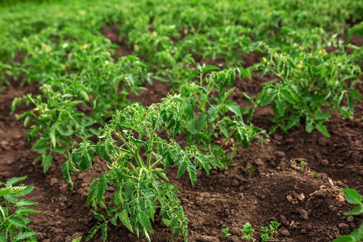 番茄的籽要摘掉才结果实吗,番茄果实下的叶摘了有什么影响