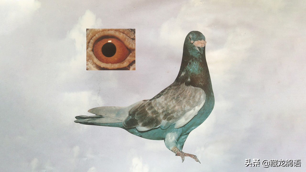 墨守一系五十年访西翁系饲养者陈飞鸿