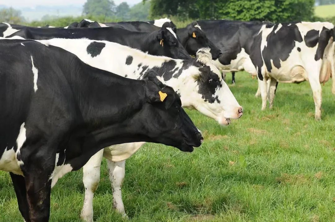 圣元这款“三好生”奶粉，上半年逆势大涨40%