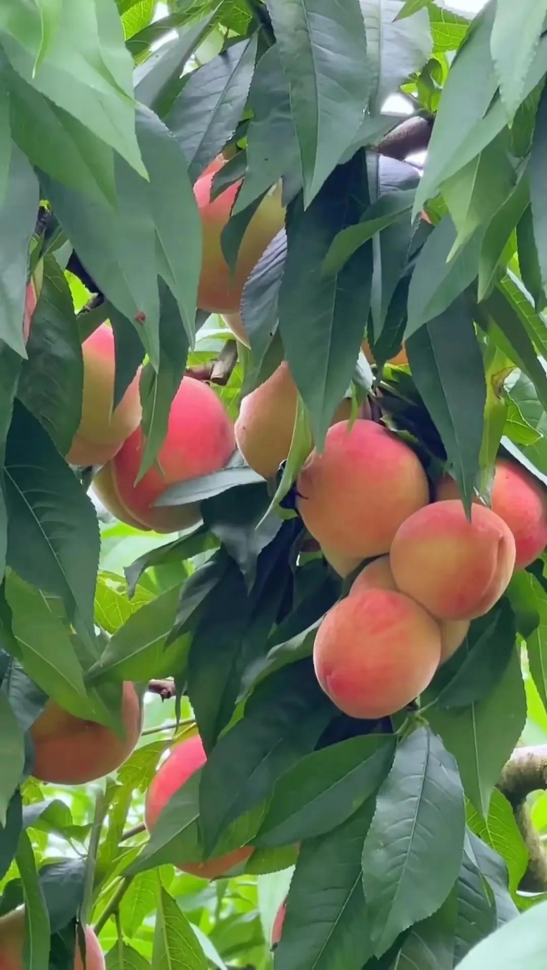 田园风光,田园风光的古诗