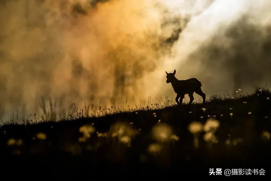 2018年度最佳摄影照片,创造出令人惊叹的自然摄影照片