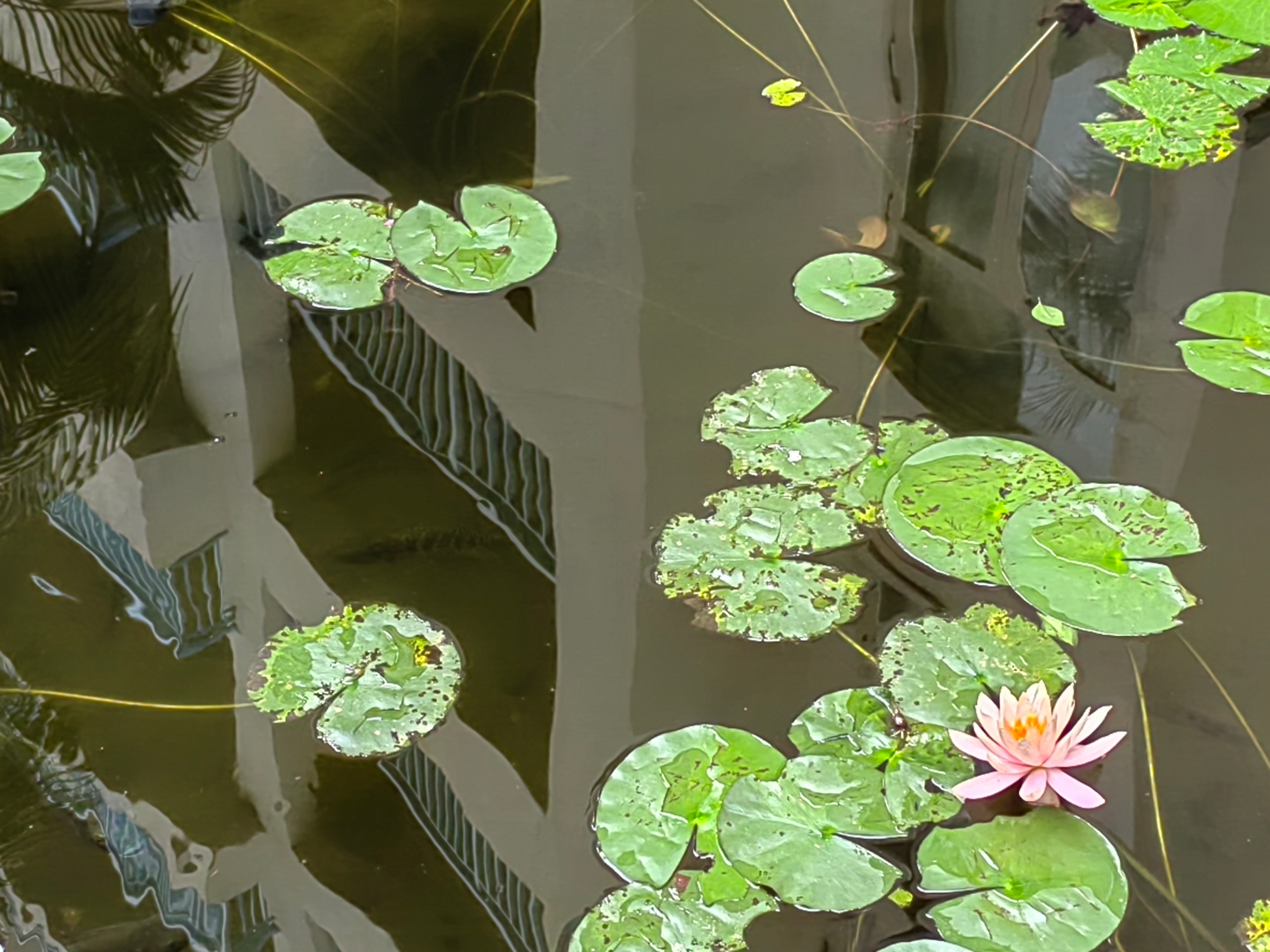 海南自驾环岛游攻略三亚出发,成都自驾海南环岛攻略路线