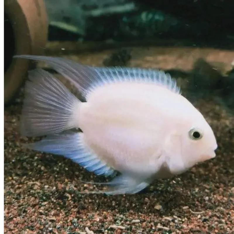 魔鬼刀鱼适合新手养吗,特别适合新手养的鱼