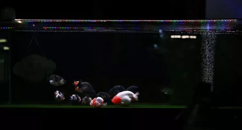 金鱼刚买回来就浑浊了怎么办,突然水变浑浊了是不是金鱼要生了