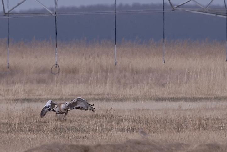 为何*楼青**老板娘叫*鸨老**？鸨能和所有鸟交配，真的是“万鸟之妻”？