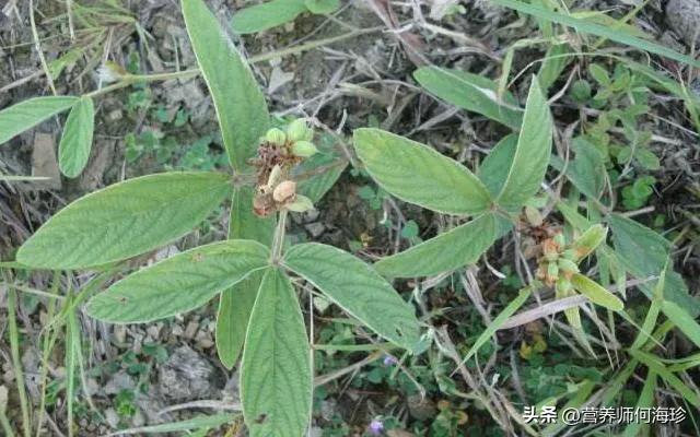 叶片像鸭脚板一样的野菜,叶子像鸡爪的草