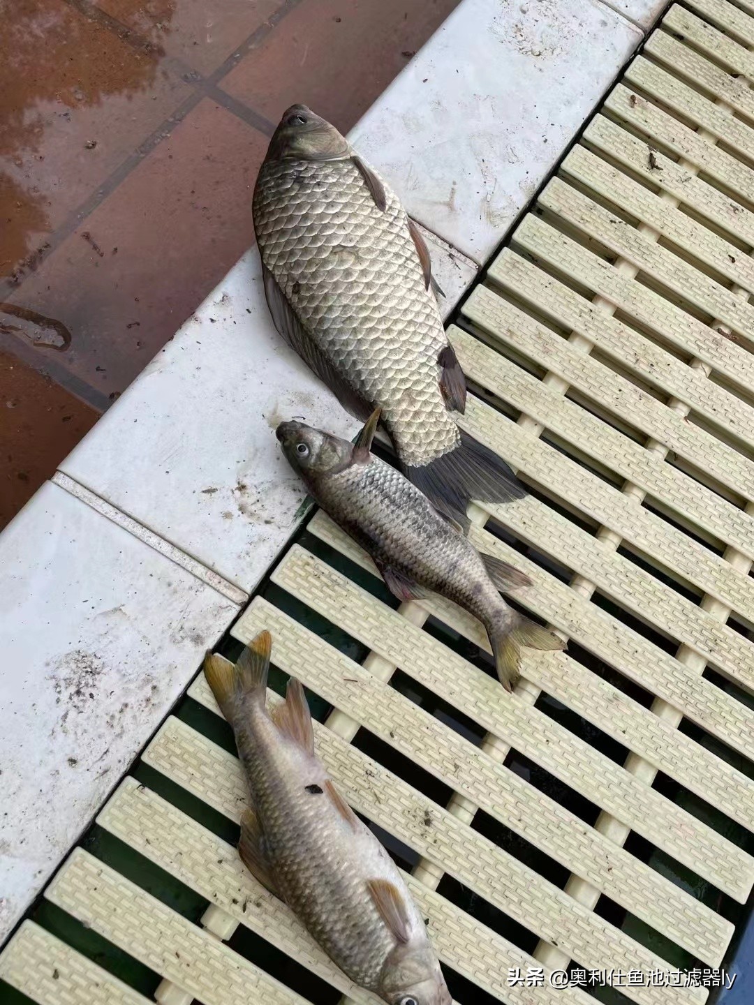 锦鲤鱼池清洗方法,鱼池里锦鲤总是死