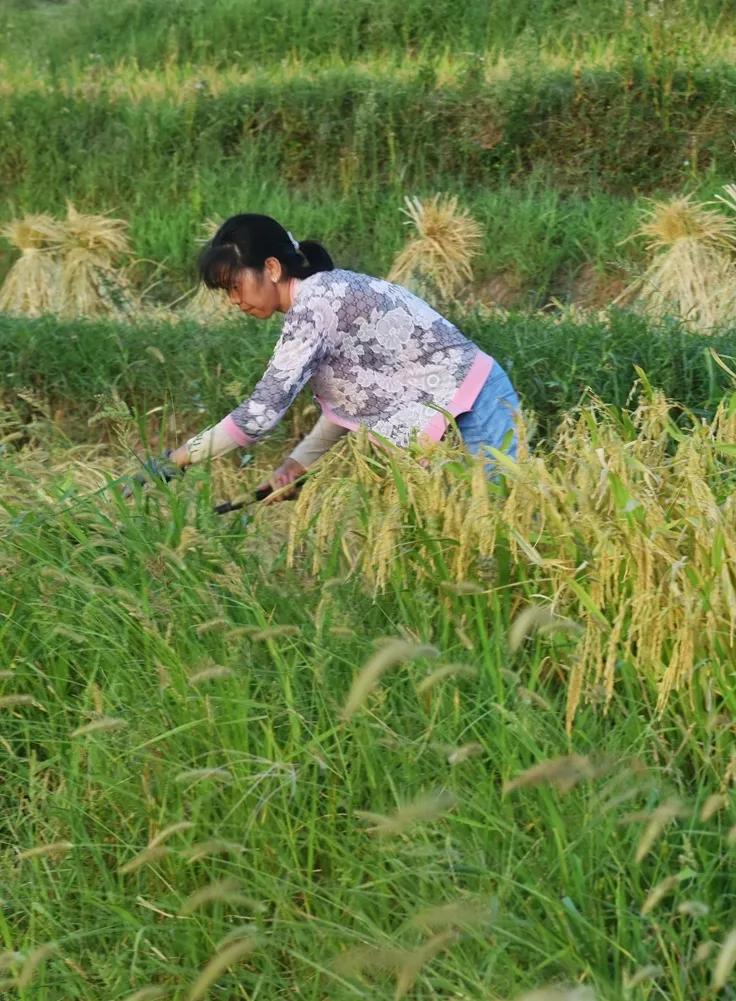 稻菽飘香各地丰收忙,稻菽飘香图片