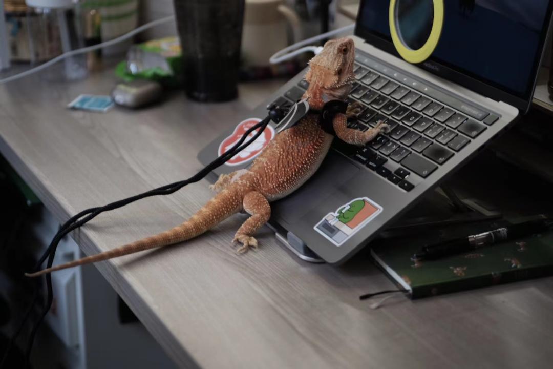 大厂员工带宠物上班,员工带宠物去上班好吗