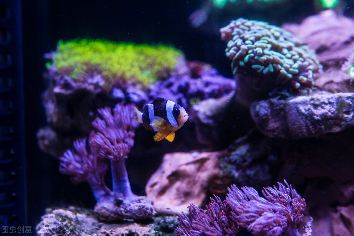 水陆缸水草缸原生缸哪个好打理,除了水草缸还能养什么缸