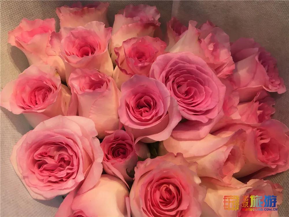 京南永清花卉批发市场,京南花卉批发市场