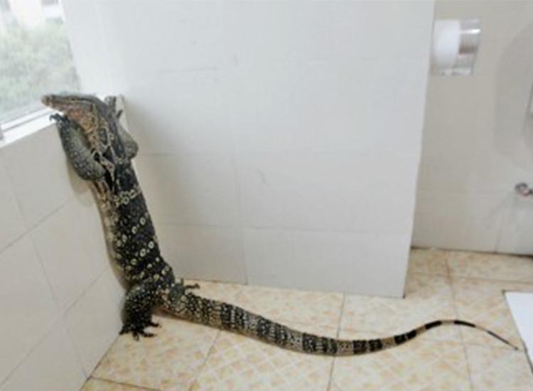 五爪金龙视频,五爪金龙现身云海