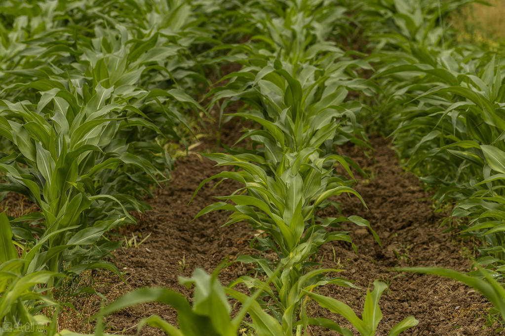 大棚无土生姜高产栽培技术视频,茎穗兼收高产的生姜种植技术