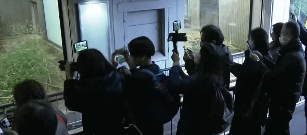 大熊猫香香回国日本民众哭着告别,大熊猫香香回国日本民众哭了