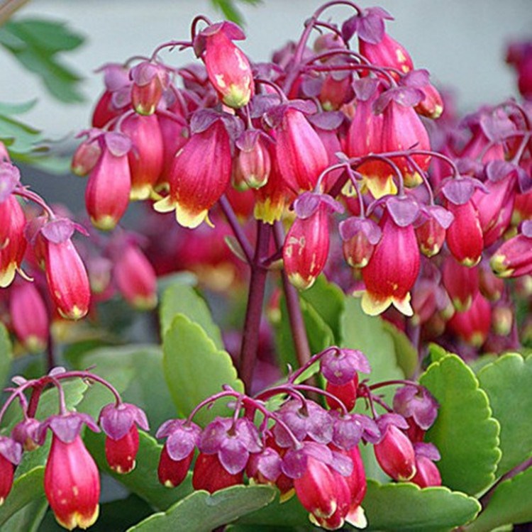 百花齐放春意浓群芳争艳,百花齐放喜迎新春