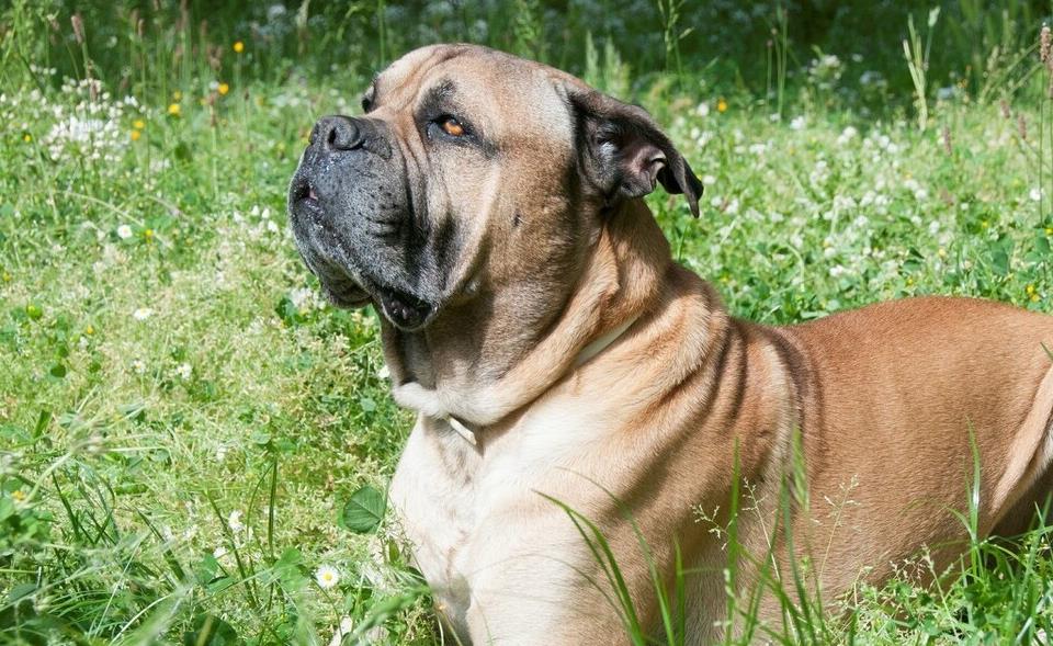 狗狗寿命最短排行榜,寿命比较长的狗狗有哪些