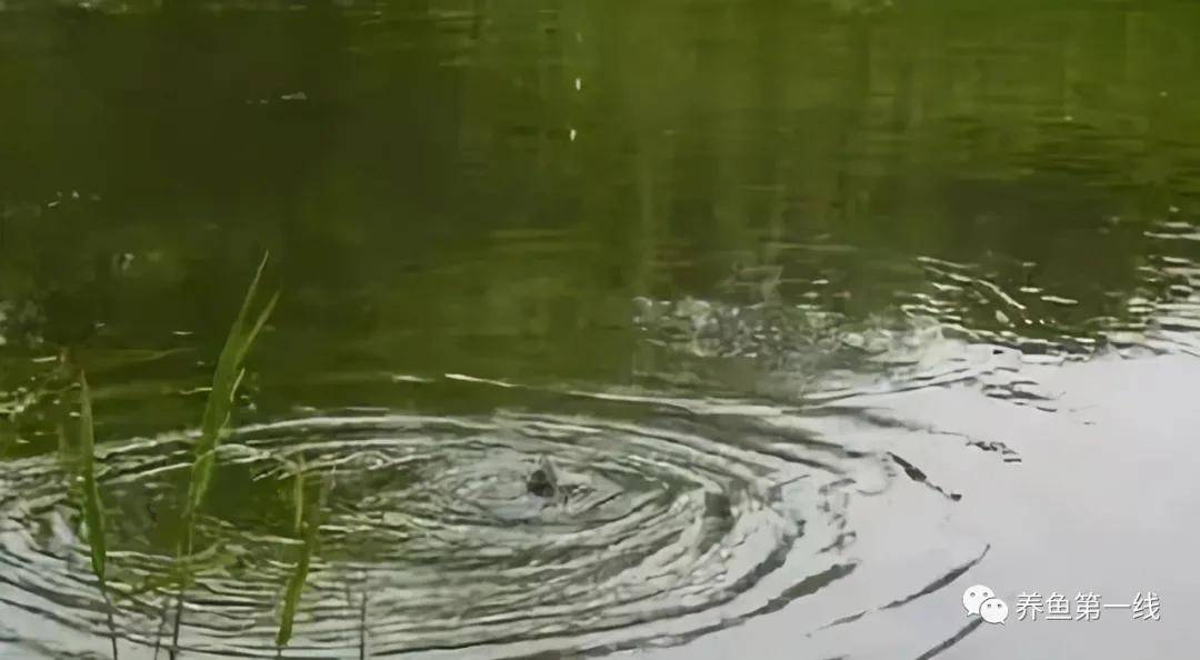 提高水体溶氧量的方法,水体溶氧的正确使用方法