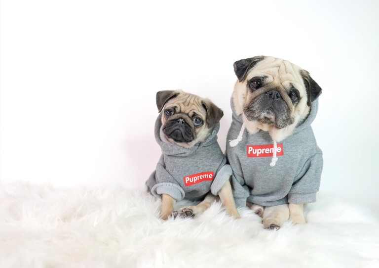 英国最聪明的十大名狗,英国最著名的土狗是什么狗