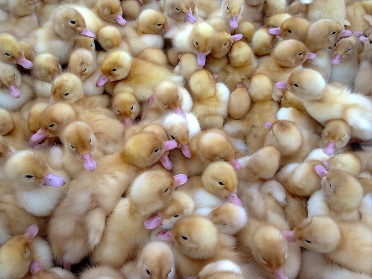 小鹅关节肿是怎么回事,鹅腿肿腿瘸了怎么治疗