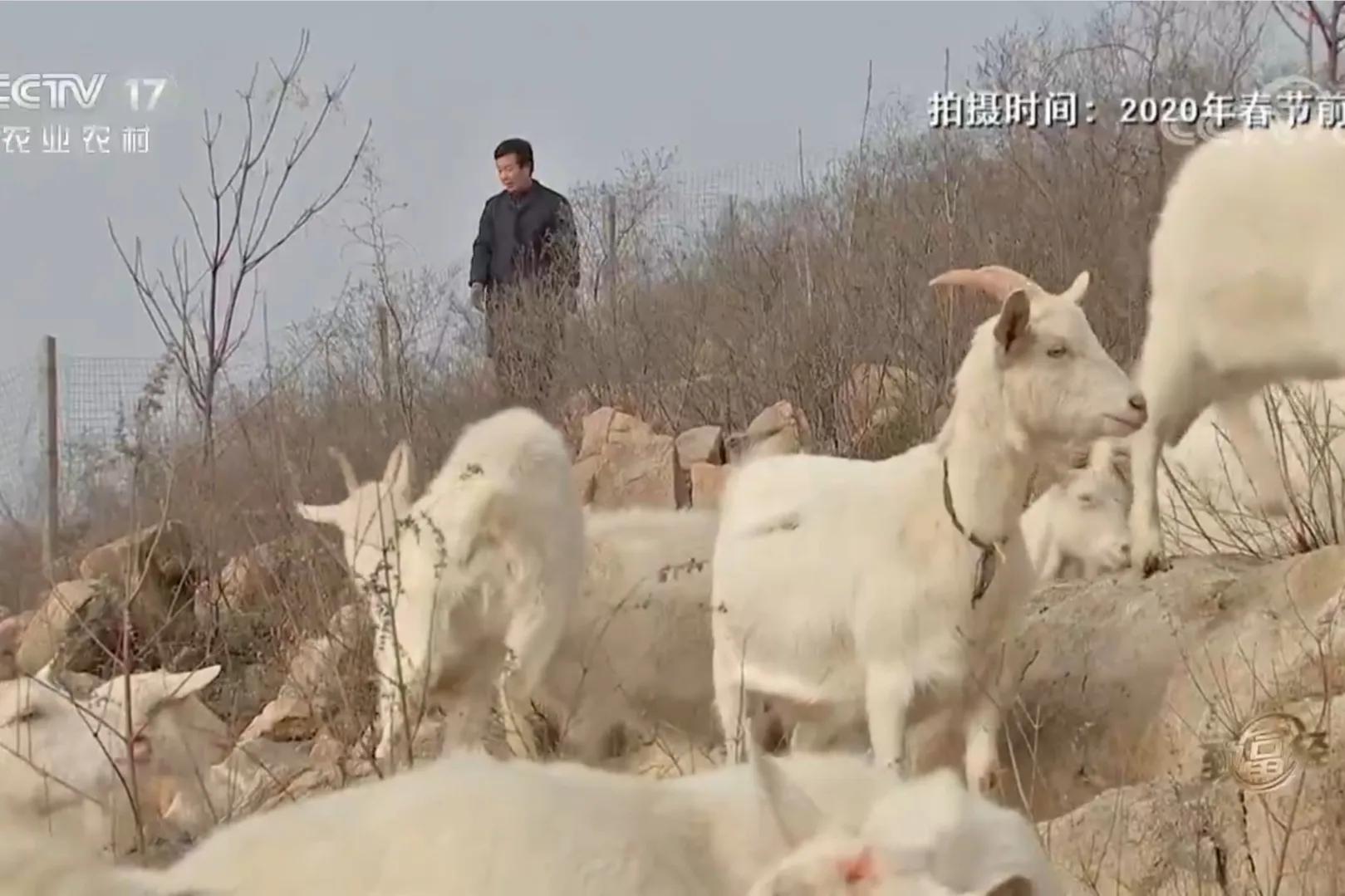 男子筹集40万承包300多亩山林养猪,一小伙承包荒山搞养殖年挣百万