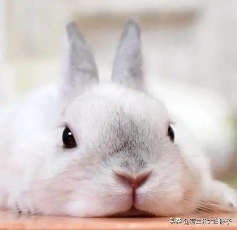 兔子不排便怎么回事,兔子总是大便在兔粮里怎么办