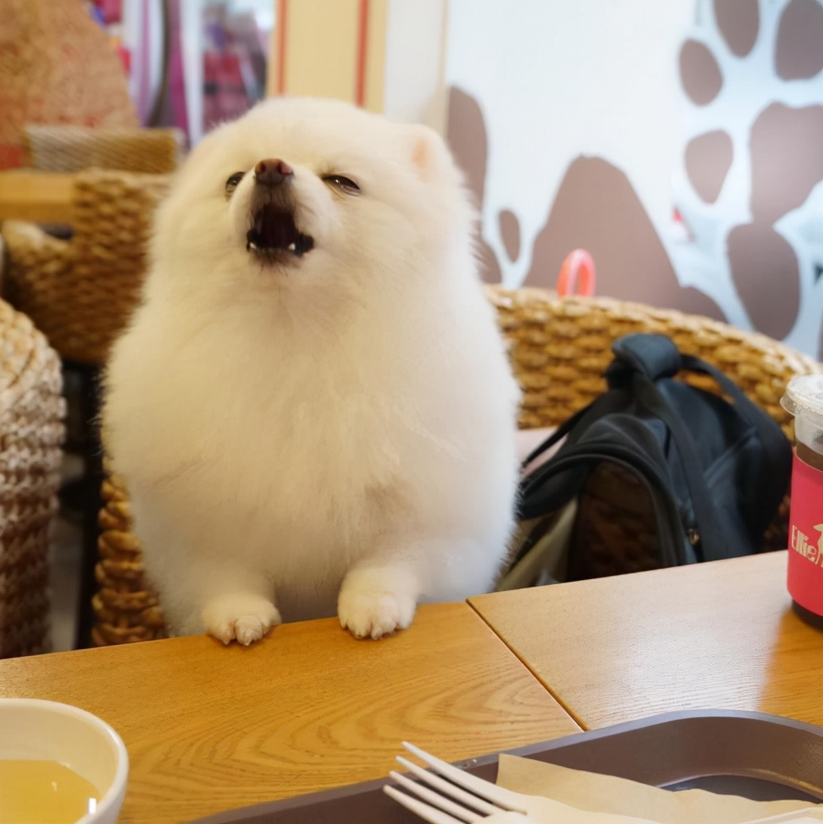 博美犬为什么不建议养在家里,博美犬为什么在家里不敢走动