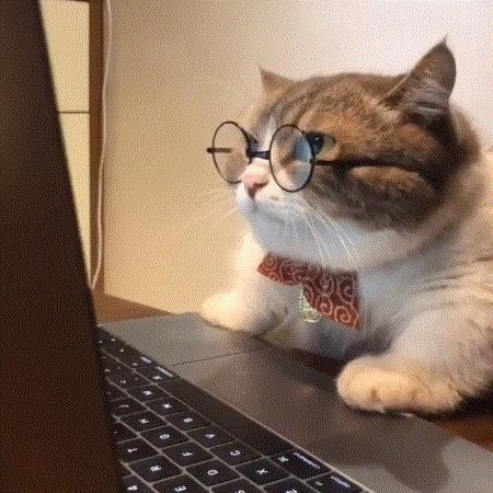 16个变态又实用的养猫妙招必看,养猫必看的100个技巧