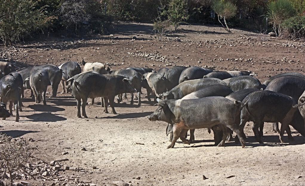回乡养猪带领村民致富,大姐带村民发家致富