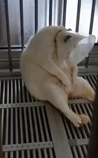 猫咪在交配的时候，究竟爽不爽？