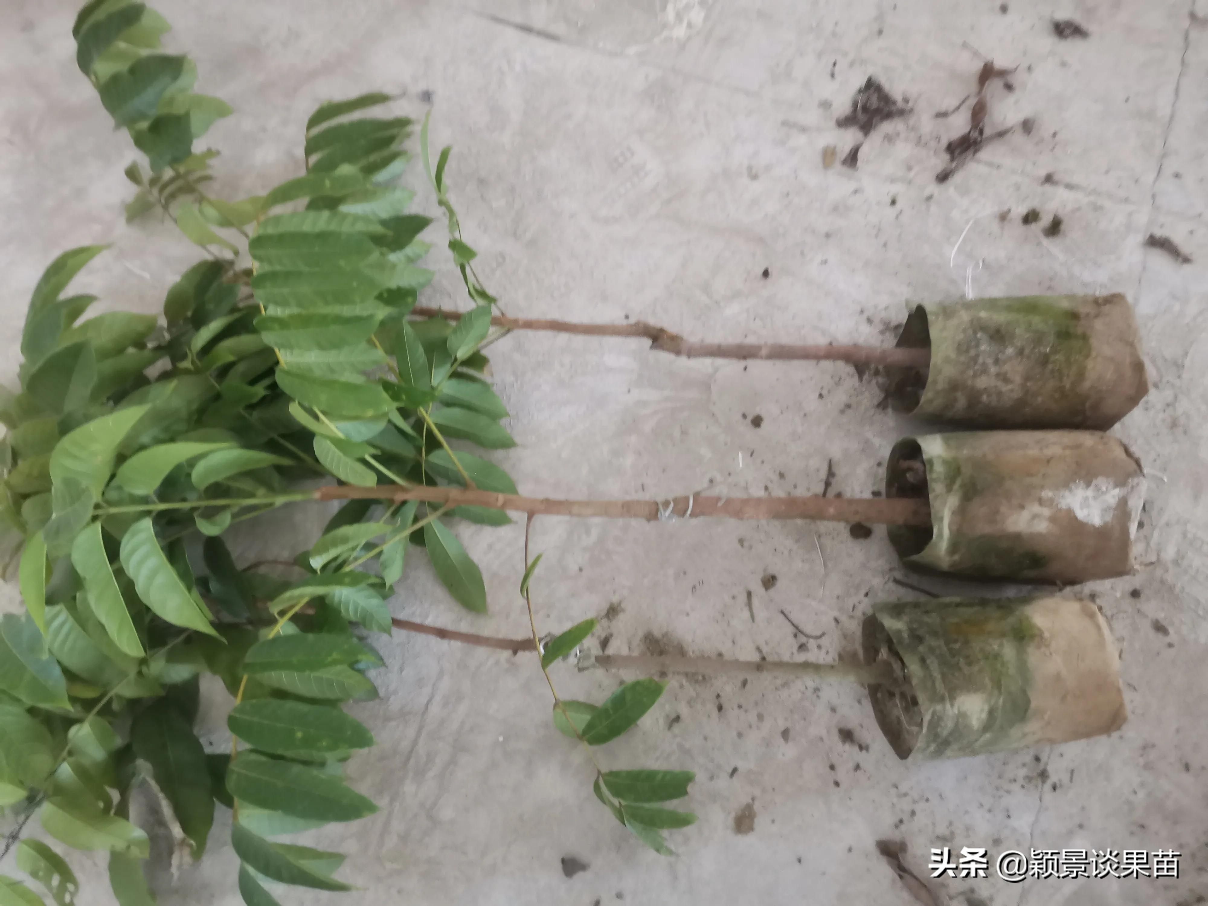 适合南宁种的水果树苗,适合广西种的阳台水果苗