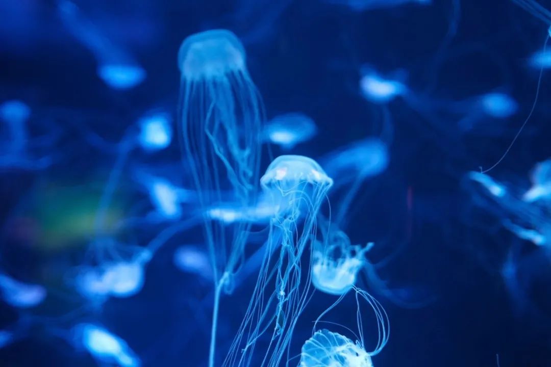 海昌游玩路线攻略,海昌门票攻略