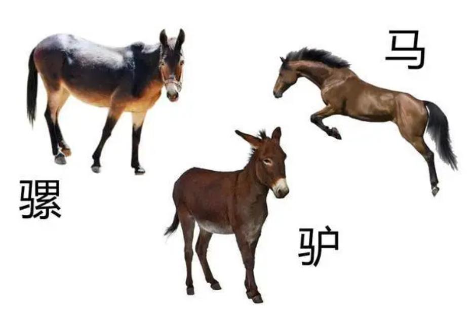 马和牛能够杂交吗,公马和母牛算杂交育种吗