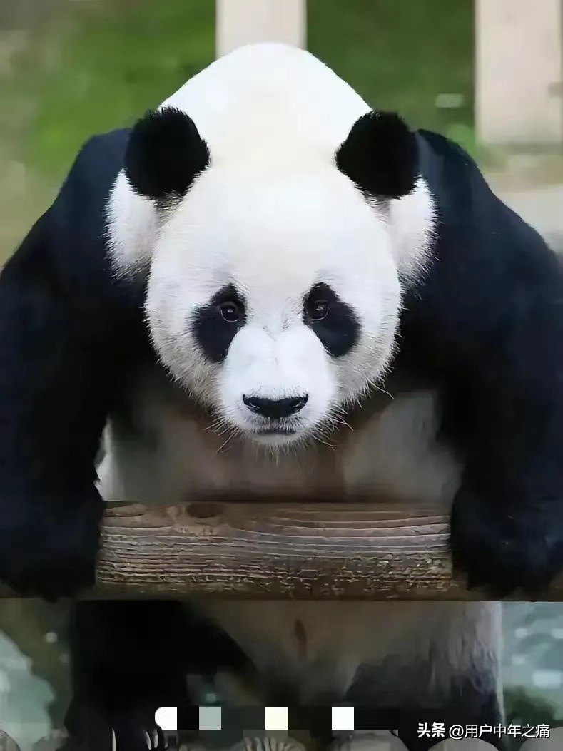 乐宝很个乐天派，实力超强，相当厉害！主打就是一个man到爆！