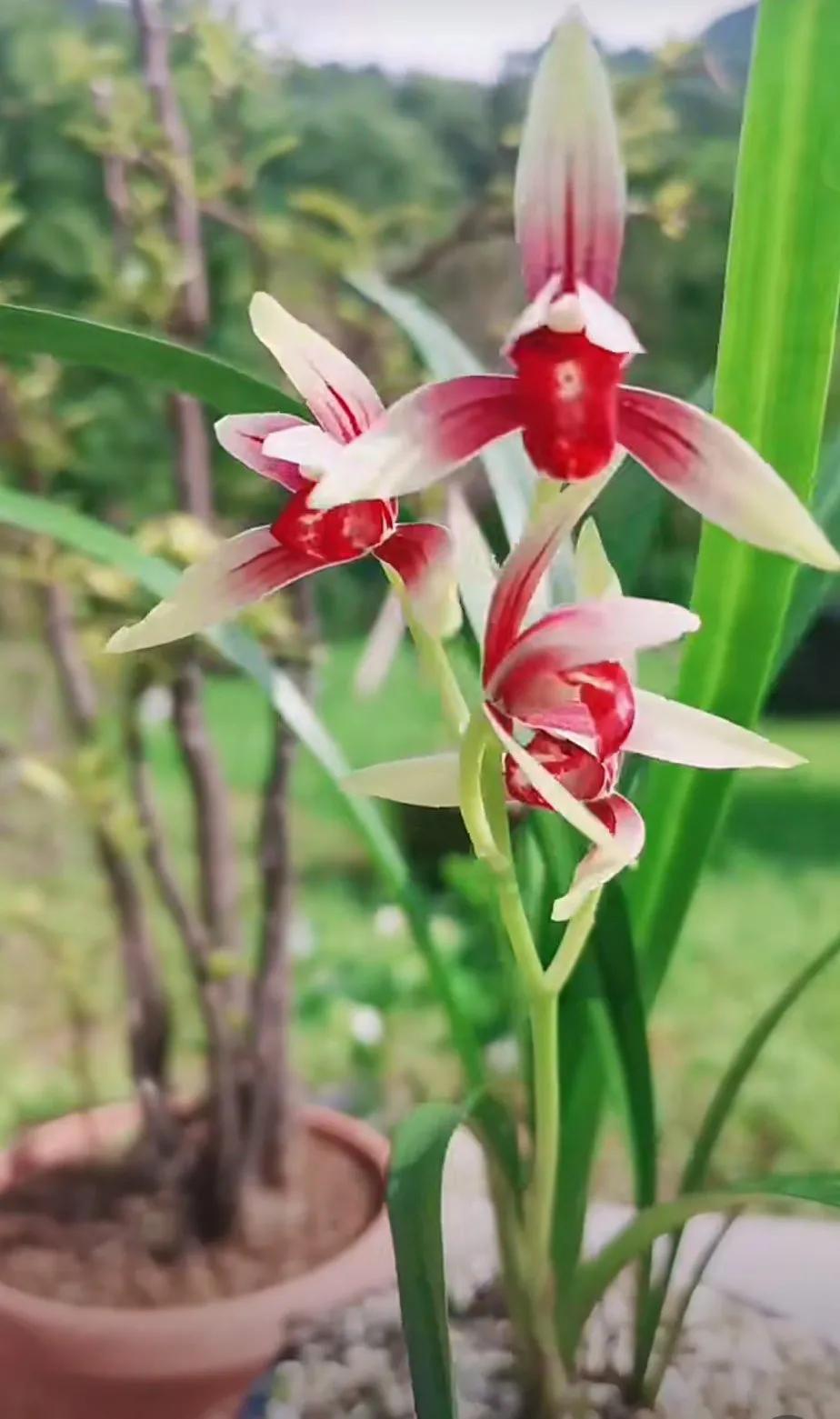 最名贵十种兰花盆景欣赏,名贵野生兰花