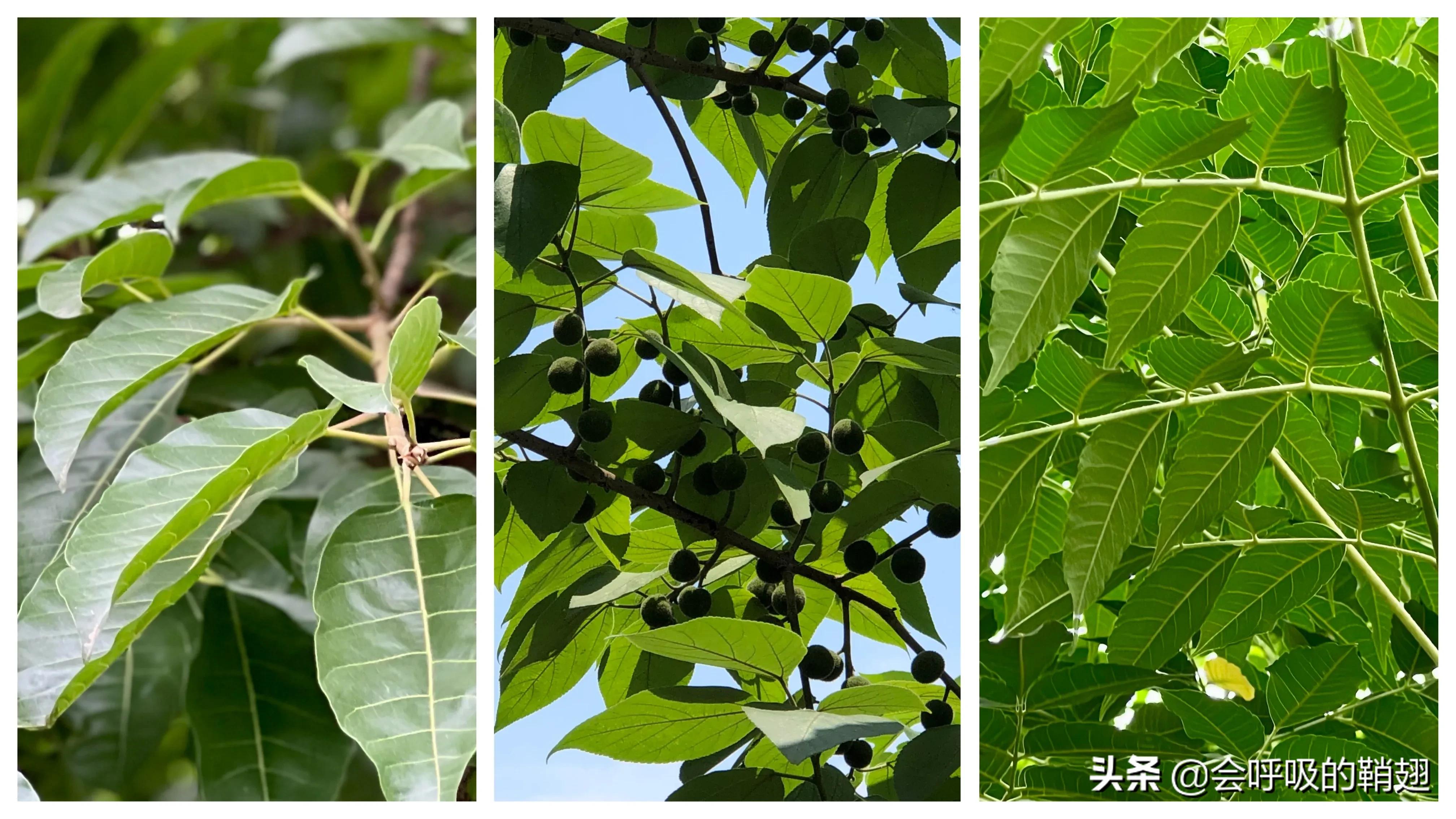 星天牛喜欢苦楝树,星天牛苦楝树