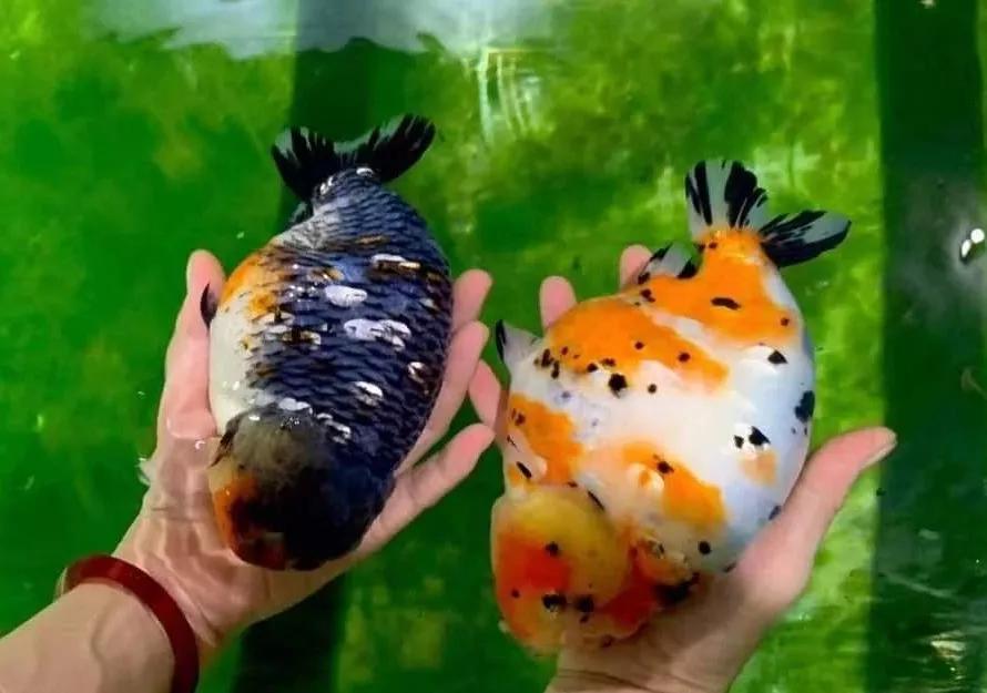 兰寿金鱼如何养头大,兰寿金鱼栽头了怎么处理