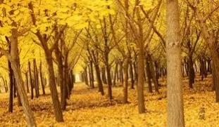 美丽的银杏叶飘落,美丽的银杏树林