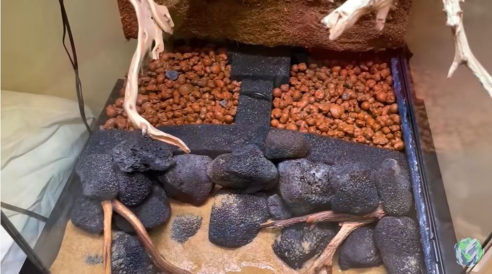 美国小哥在卧室建出一缸热带雨林，食物链环环相扣，太强了